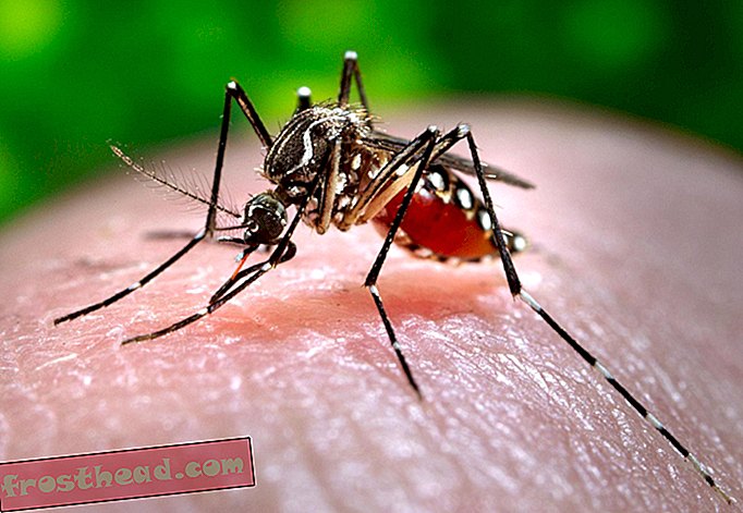 pametne vijesti, pametne vijesti - Dužnosnici Floride pustit će genetski modificirane komarce u borbi protiv Žike