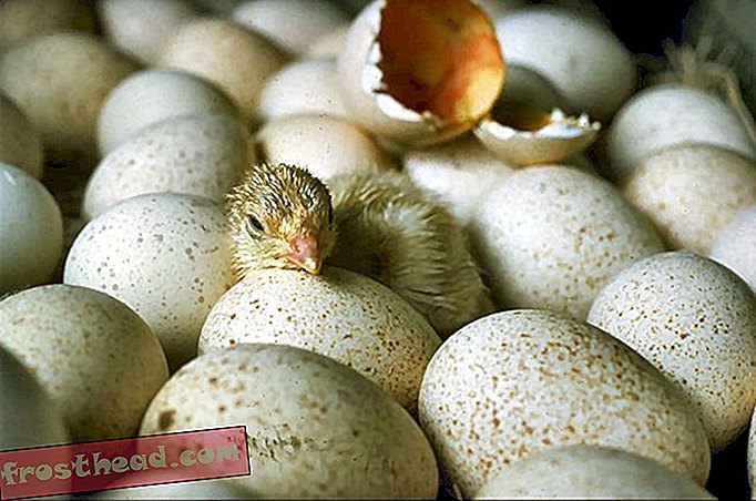 nutikad uudised, nutikad uudisteadused - Kuidas pisikesed tibud munadest välja kiskuvad?
