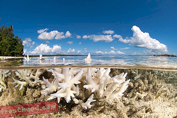 Sončna krema lahko uniči koralne grebene