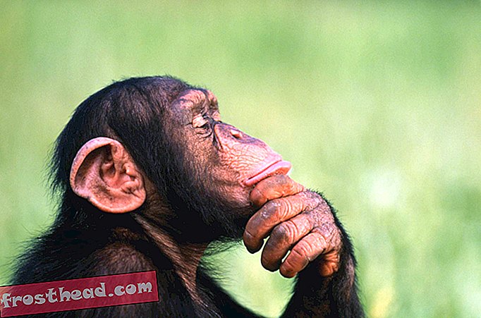 Женските шимпанзе по-вероятно от мъжките да ловуват с инструменти