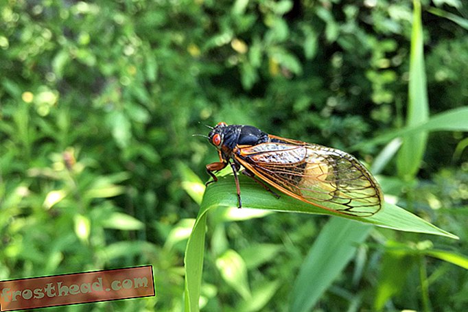 Een schimmel zorgt ervoor dat Cicaden als een gek paren, zelfs nadat hun achterste valt