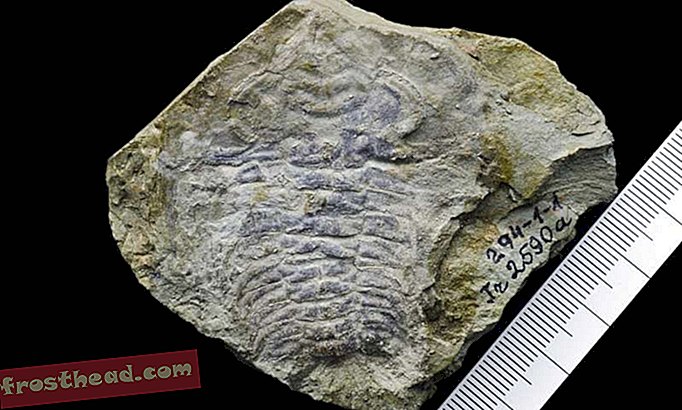 smarte nyheder, smarte nyhedsvidenskab - Blik ind i et 530 millioner år gammelt øje, det ældste endnu opdagede