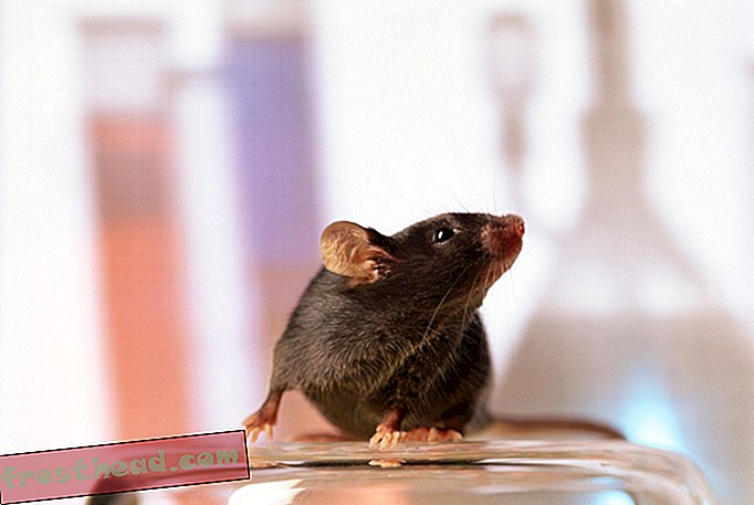 Polovica celic v možganih te miške je človeška