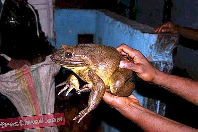 Како је највећа жаба на свету постала толико велика?  Можда изградњом сопствених барака
