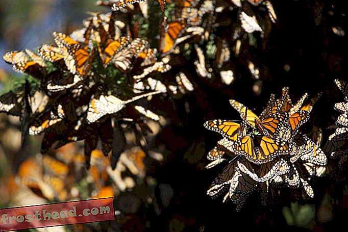 Vědci jsou stále zmateni migrací monarchů
