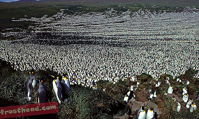 έξυπνες ειδήσεις, έξυπνες επιστήμες ειδήσεων - Η μεγαλύτερη αποικία βασιλιάδων πιγκουίνος στον κόσμο υποφέρει από 85% σύγκρουση