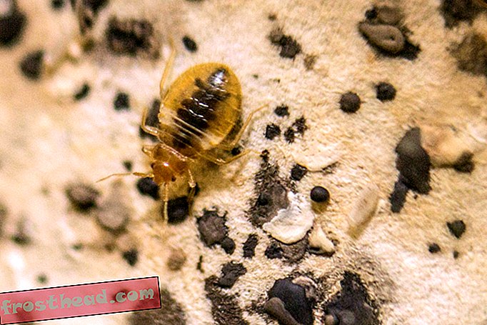 Les punaises de lit peuvent transmettre le parasite de la maladie de Chagas