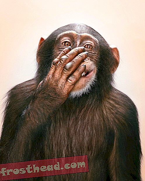 Chimpansees kunnen hun eigen vorm van tweetaligheid hebben