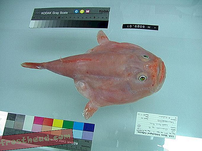Nouvelles intelligentes, science de l'information intelligente - Coffinfish peut retenir leur souffle jusqu'à quatre minutes sur le fond de l'océan