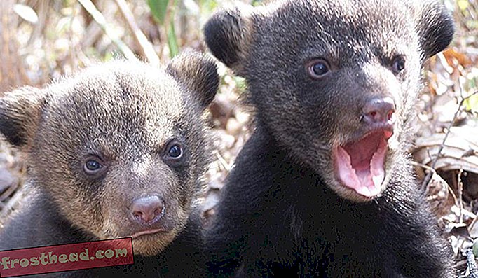 Kao dio plana o oživljavanju crnih medvjeda iz Louisiane na prijašnji status, državni programi za divljinu promatrali su kada se majke i mladunci, poput onih gore, useljavaju u obnovljene močvarne šume.