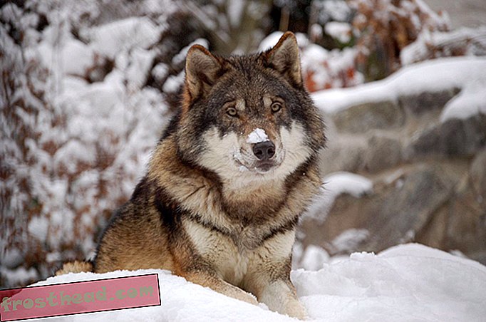 noticias inteligentes, ciencia de noticias inteligentes - Por qué los lobos trabajan juntos mientras que los perros salvajes no
