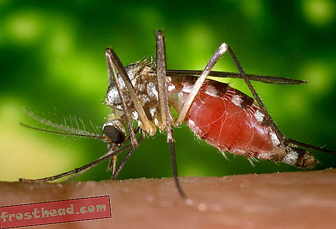Los mosquitos genéticamente modificados podrían ayudar a combatir la malaria