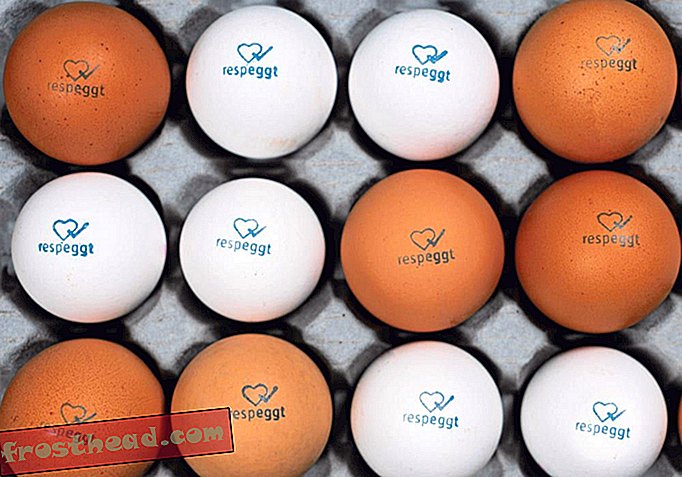 Nemška veriga za prehrano prodaja jajca, ki so najprej na vrsti, brez ubijanja