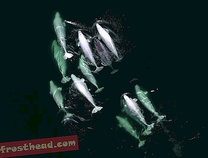 Groep Beluga's heeft mogelijk jonge narwal geadopteerd