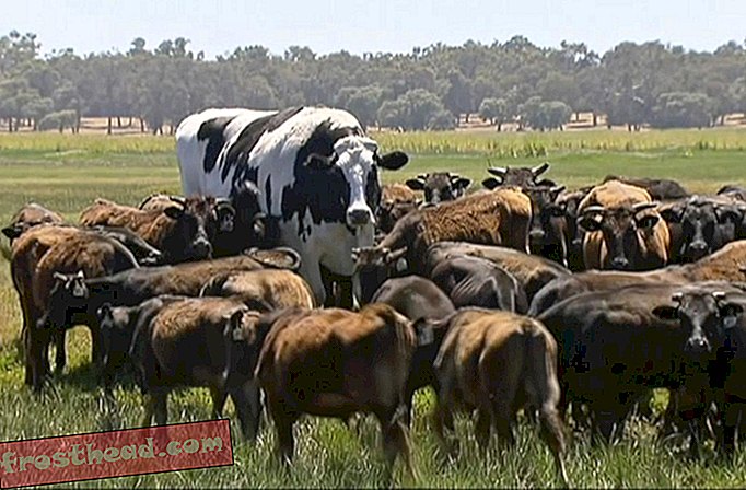 Siit saate teada, kuidas see lehm nii suureks sai