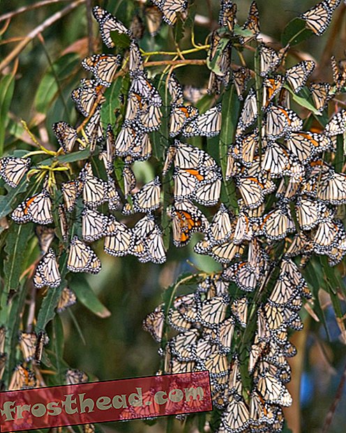 Mexicansk politi raider savværker for at beskytte monark sommerfuglhabitat