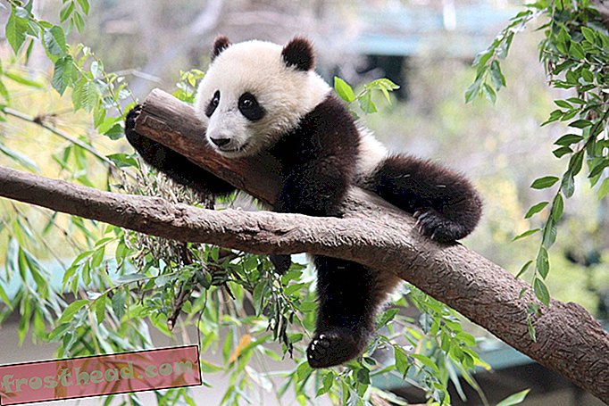 Panda elupaik on tugevalt killustatud, seades pandlad ohtu