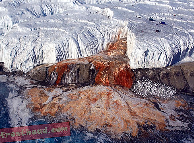 έξυπνες ειδήσεις, έξυπνες επιστήμες ειδήσεων - Οι επιστήμονες βρουν τη ζωή στους ανήσυχους κόκκινους καταρράκτες της Ανταρκτικής