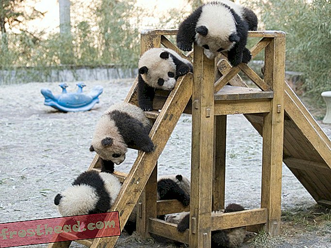 pametne novice, pametne vesti o novicah - Šokantno je, da pande, ki se med seboj lotevajo, imajo več dojenčkov skupaj