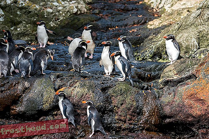 Tätä 'sukupuuttoon sammuvaa' pingviiniä ei ole todennäköisesti koskaan olemassa