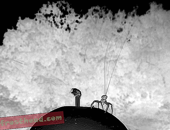 inteligentne wiadomości, inteligentne wiadomości naukowe - Przed szybowaniem w powietrzu małe pająki kraba badają wiatr