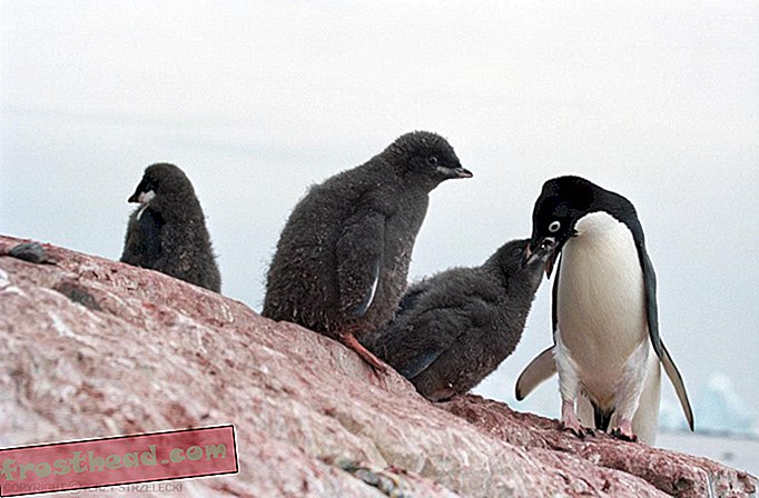 Voici comment des centaines de bébés pingouins sont devenus momifiés en Antarctique