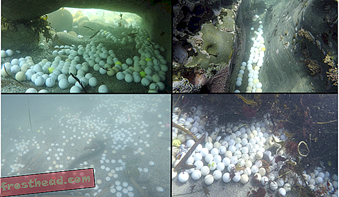 Un estudiante de secundaria descubrió miles de pelotas de golf que contaminan las aguas costeras de California-noticias inteligentes, ciencia de noticias inteligentes