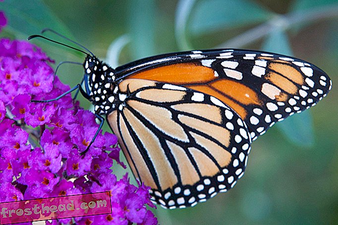 Monarkit saattavat pian päästä uhanalaisten lajien luetteloon