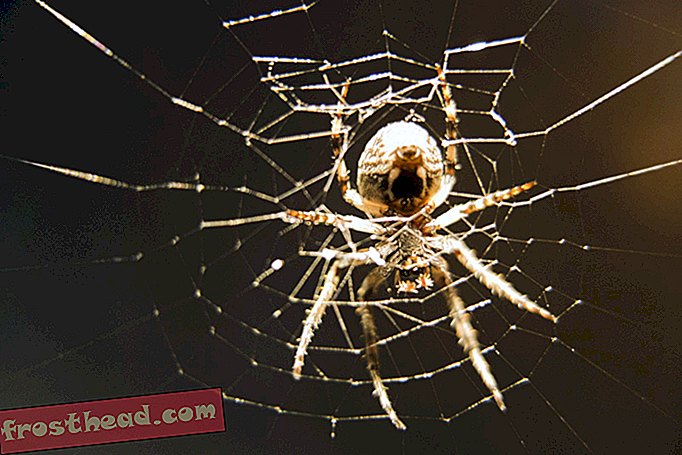 Spider Silk este un sistem de alertă fină