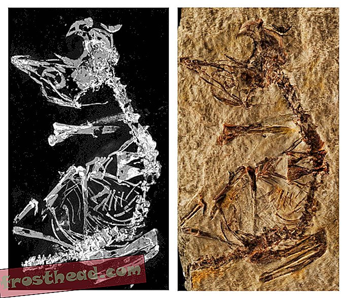 Un fossile pour bébés oiseaux datant de 127 millions d'années offre un aperçu du développement aviaire antique