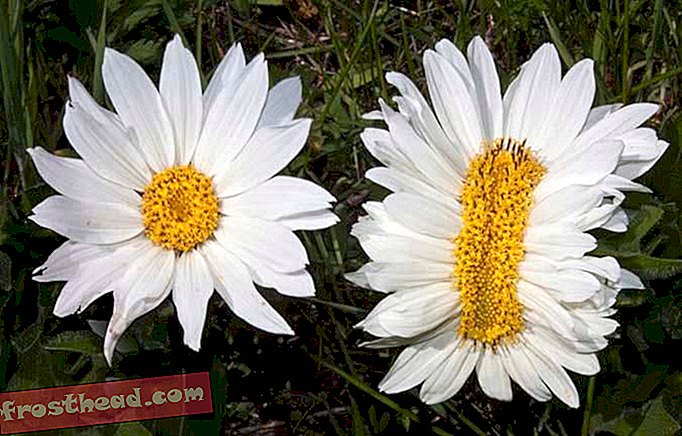 Ikke frik ut over de funky blomstene som dukket opp i nærheten av Fukushima