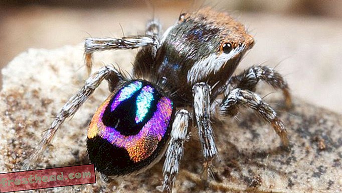 Nouvelles intelligentes, science de l'information intelligente - Comment les araignées paon font des arcs-en-ciel sur le dos