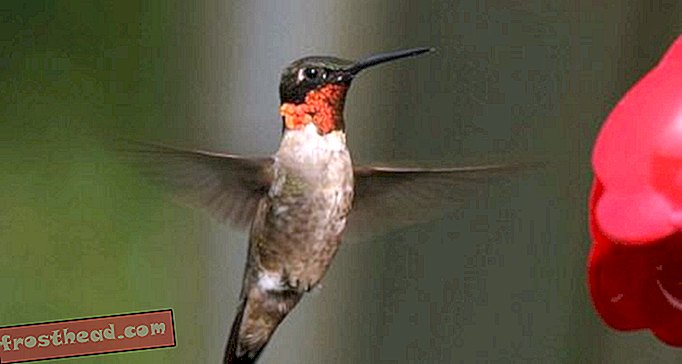 Nouvelles intelligentes, science de l'information intelligente - Des plumes de colibri se réverbèrent comme des cordes de violon créant des chansons uniques