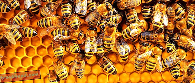 Nouvelles intelligentes, science de l'information intelligente - Des chercheurs créent le tout premier vaccin contre les abeilles