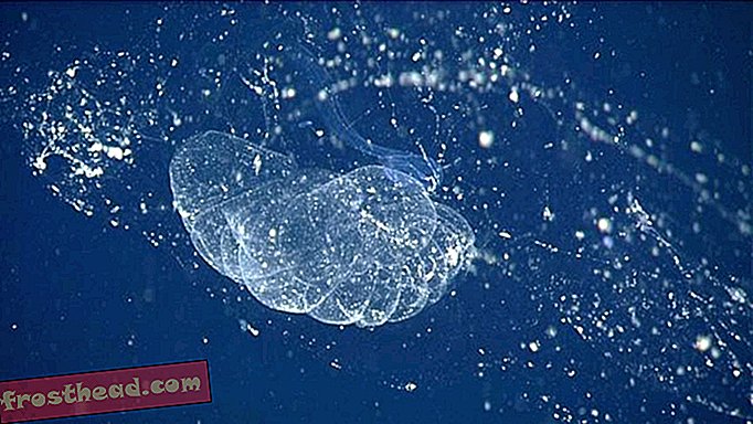Les scientifiques découvrent enfin un blob marin géant et visqueux découvert pour la première fois il y a un siècle