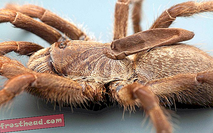 Ова врста тарантуле има чудан, испухан рог на леђима