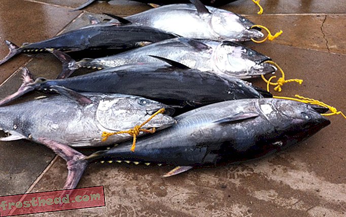 Truede blå fin tun sælges for rekord $ 3 millioner i nytårssalg