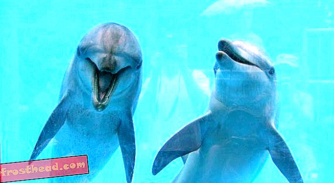 A delfinek nevek lehetnek egymásnak