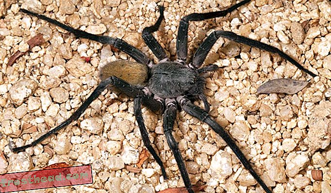 メキシコの洞窟で発見された巨大な新しいクモ種