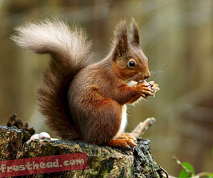 Lepre prijeti populaciji crvenih vjeverica u Velikoj Britaniji