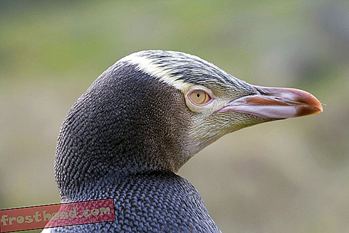 Новозеландски пингвини са жутим очима могу бити у невољи