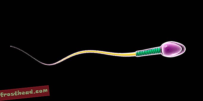 slim nieuws, slimme nieuwswetenschap - Het oudste gefossiliseerde sperma van dieren komt uit een worm die 50 miljoen jaar geleden leefde