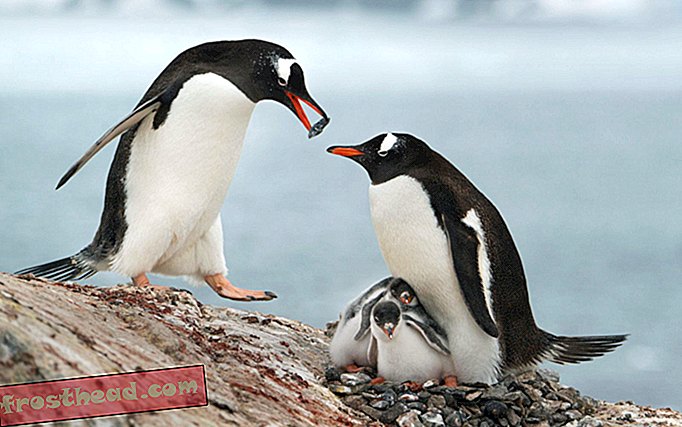 Tučňáci mohou použít hovno k roztavení sněhu z šlechtitelských webů, než je zapnou