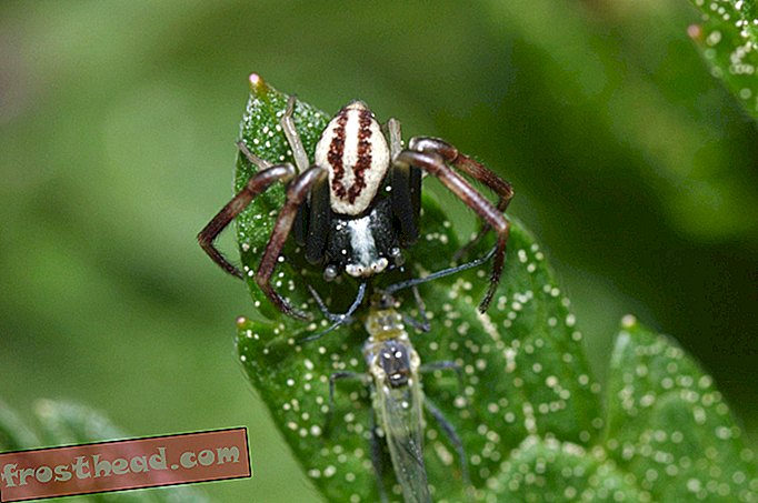मकड़ियों प्रत्येक वर्ष 800 मिलियन टन प्रीई तक खाती हैं
