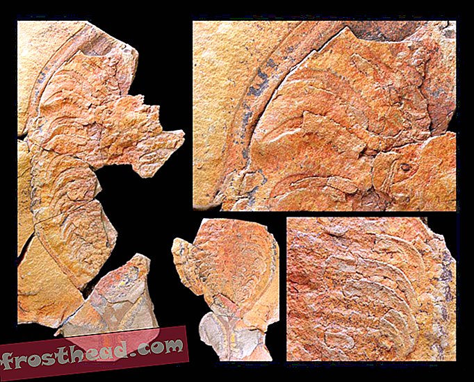 nutikad uudised, nutikad uudisteadused - Need eriliselt säilinud trilobiidist fossiilid on koos sisikondade, lõpuste ja jalgadega