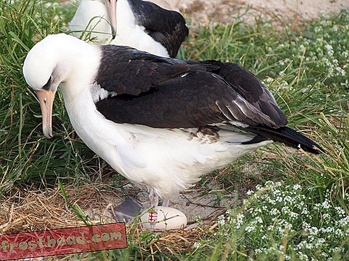 Σοφία η παλαιότερη γνωστή Albatross αναμένει (πάλι)