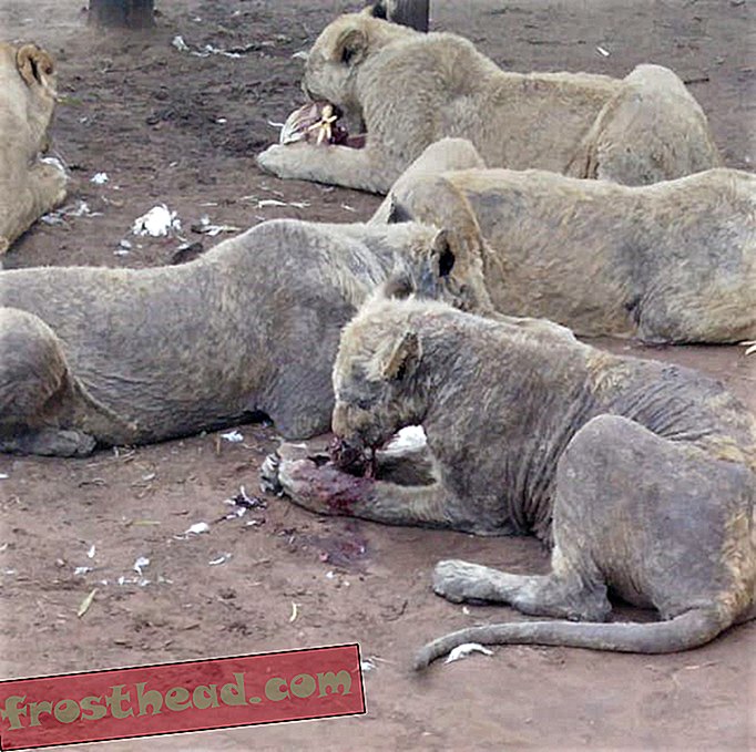 Lõuna-Aafrika tõuaretusfarmist leiti 108 tähelepanuta jäetud lõvi