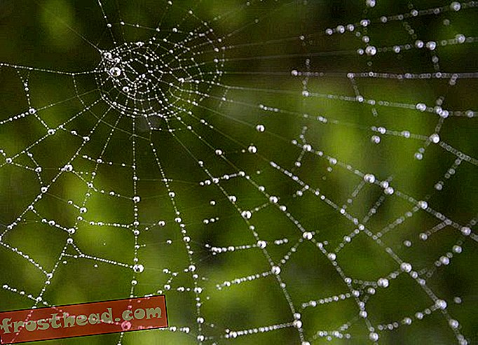 Bisakah Spider Silk Menghentikan Kereta yang Bergerak?