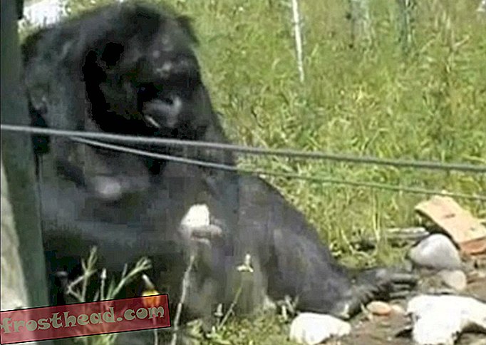 nutikad uudised, nutikad uudisteadused - Salakaval Bonobo näitab, et inimesed pole ainsad kivitööriistade tegijad