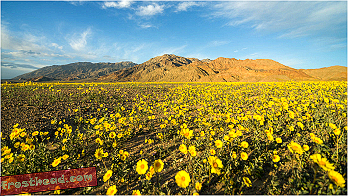 Долина Смерти оживает с редким «суперцветом»